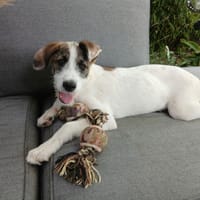 Olow, chien à adopter