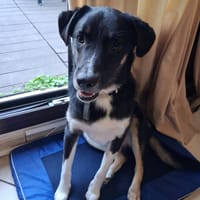 Toro, chien à adopter
