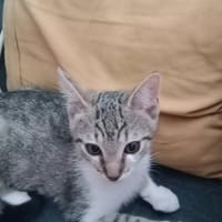 ASKA, chatte à adopter