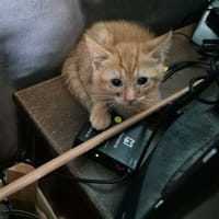 VULCAN, chat à adopter