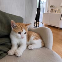 Złotek, kot do adopcji