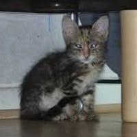SELINA, chatte à adopter
