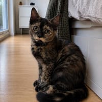 Pini, kotka do adopcji