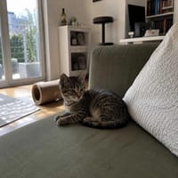 Duszek, kot do adopcji