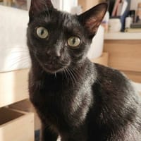 BAGHEERA, chatte à adopter