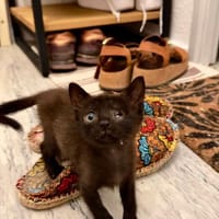 DIDDLE, chatte à adopter