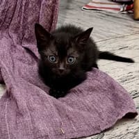 LOUSTIC, chatte à adopter