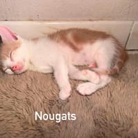 NOUGATS, chat à adopter