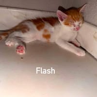 FLASH, chat à adopter