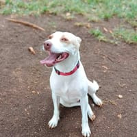 Dolce chienne femelle Berger Créole, chienne à adopter