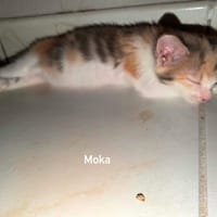 MOKA, chatte à adopter