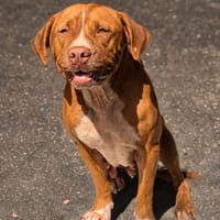 STARLETT chienne femelle Berger Créole, chienne à adopter