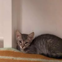 OREGON, chat à adopter