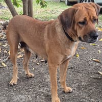 POUPIX femelle Labrador, chienne à adopter
