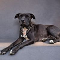 SAPHIRA chienne femelle Berger Créole, chienne à adopter