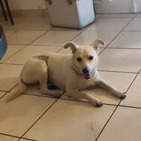 BORA , chiot femelle Berger Créole, chienne à adopter