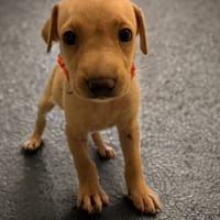 KANOA, chienne à adopter