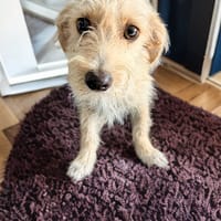 PEACH, chienne à adopter