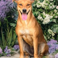 REWA ,  femelle junior Berger Créole, chienne à adopter