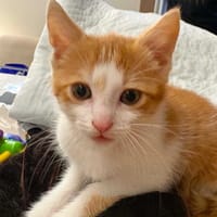 Ruduś, kot do adopcji