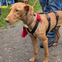 Zeus2, der Liebenswerte, sucht seine Familie für immer, Hund zur Adoption