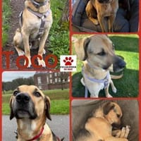Lieber Toco sucht sein Match, Hund zur Adoption