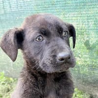 Cane Corso Mix Girl Lotti sucht ihre Menschen, Hündin zur Adoption