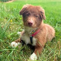 Selbstbewusster Romeo mit Potential wartet in 57627 Marzhaus, Hund zur Adoption