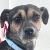 Rania sucht dringend ein Zuhause, Hündin zur Adoption