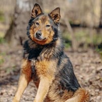 Jerry: Sanft, dezent, lernwillig Hund!, Hund zur Adoption