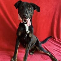 Kailo (Kumkvat) -Fröhlicher Junghund, Hund zur Adoption
