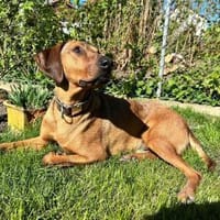 Neugieriger Leon sucht sein zuhause, Hund zur Adoption