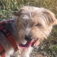 Bobby ist bereit für sein neues Zuhause :-), Hund zur Adoption