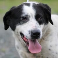 Musa - unkomplizierte Hündin, Hündin zur Adoption