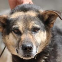Felix - angenehmes, liebes Wesen, Hund zur Adoption