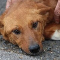Shanto - kinderliebes Dreibein, Hund zur Adoption
