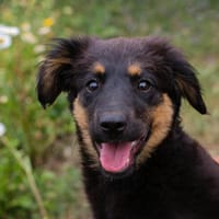 RONJA  Kleine Abenteurerin sucht ihre Herzensmenschen, Hündin zur Adoption