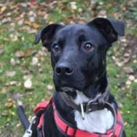 Mogli, selbstbewusst, lebensfroh, Hund zur Adoption