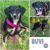 SUVI ° wunderhübsch und einzigartig, Hündin zur Adoption