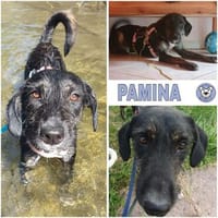 PAMINA ° einfach nur Liebenswerte Hündin, Hündin zur Adoption