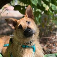 Lusy-Kleine Entdeckerin, 8 Monate alt,, Hündin zur Adoption