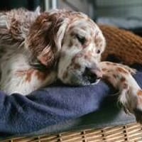 Chaplin  ein Charmeur zum Verlieben, Hund zur Adoption