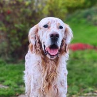 Chaplin  ein Charmeur zum Verlieben, Hund zur Adoption