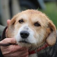 Bacey - perfekte Anfängerhündin, Hündin zur Adoption