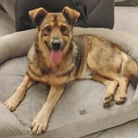 Ferdinand ist ein sehr fitter, älterer Hundemann, Hund zur Adoption
