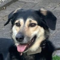 Raya, Hündin zur Adoption