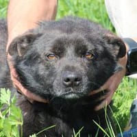 Meo - zutraulich u. kinderlieb, Hund zur Adoption