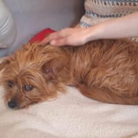 Perla7, die Verschmuste, sucht Zuhause für immer, Hündin zur Adoption