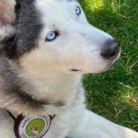 Husky MAXwartet schon in 56626 Andernach, Hund zur Adoption