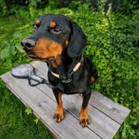 Beaufort möchte dein Herz stehlen, Hund zur Adoption